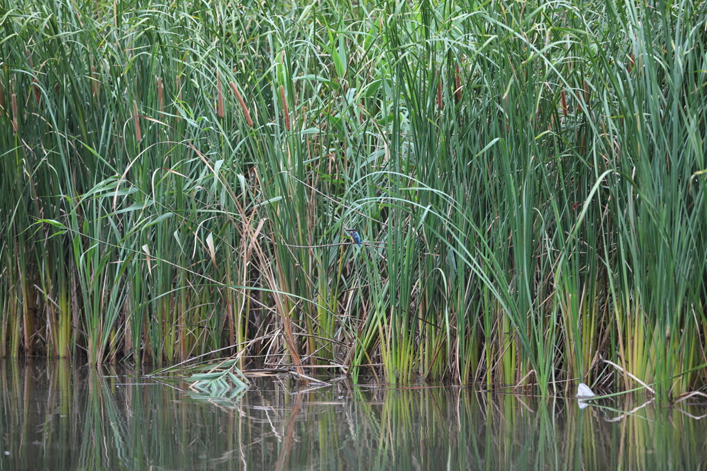 一時間前から居るらしい・・・・・