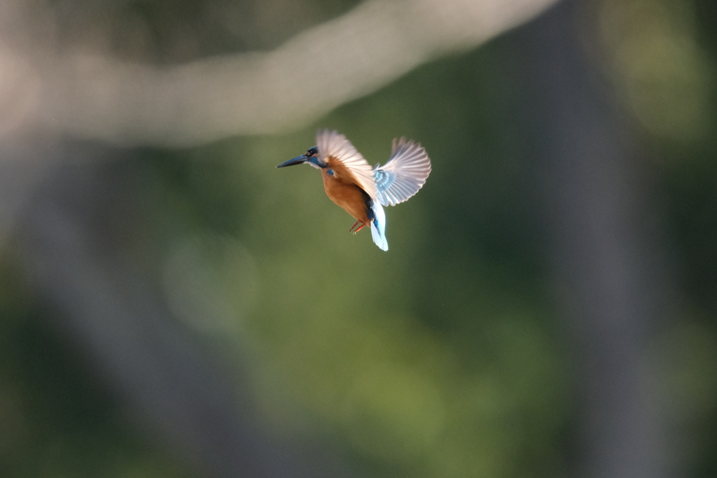 朝はホバ祭り２