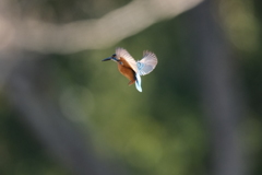 朝はホバ祭り２
