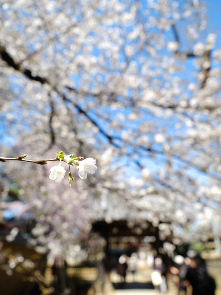 春爛漫の新井薬師