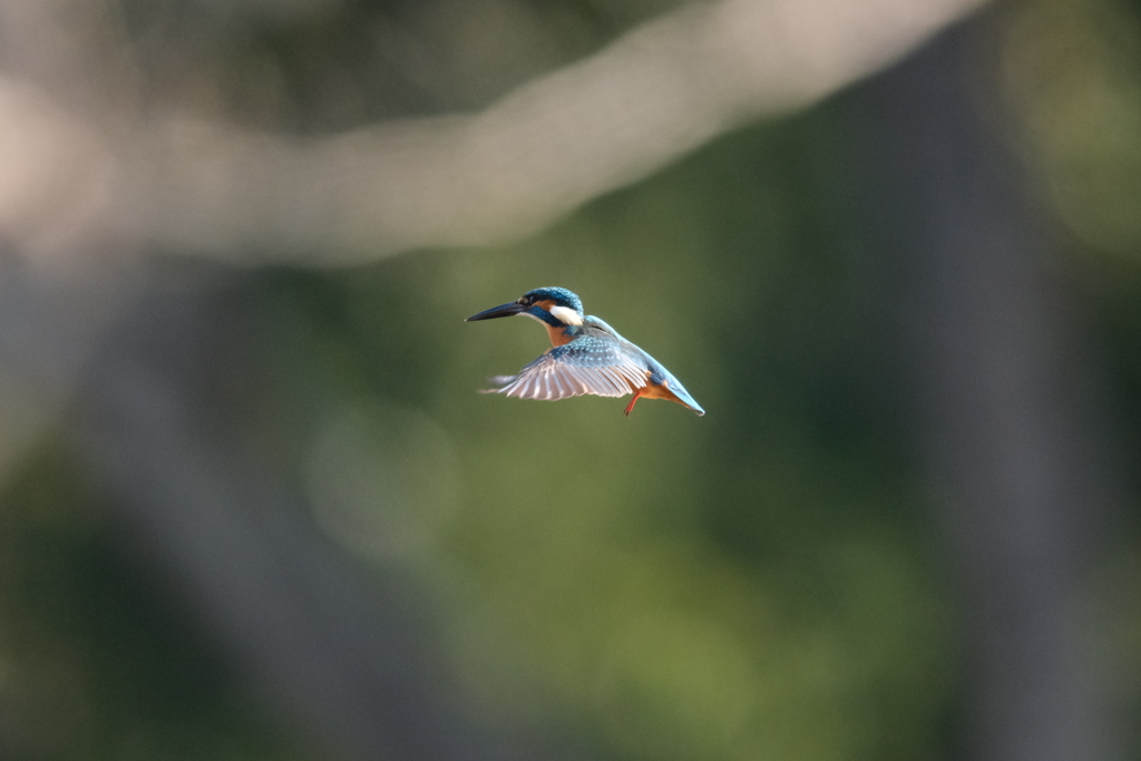 朝はホバ祭り３