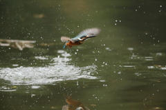 6DⅡで水がらみ