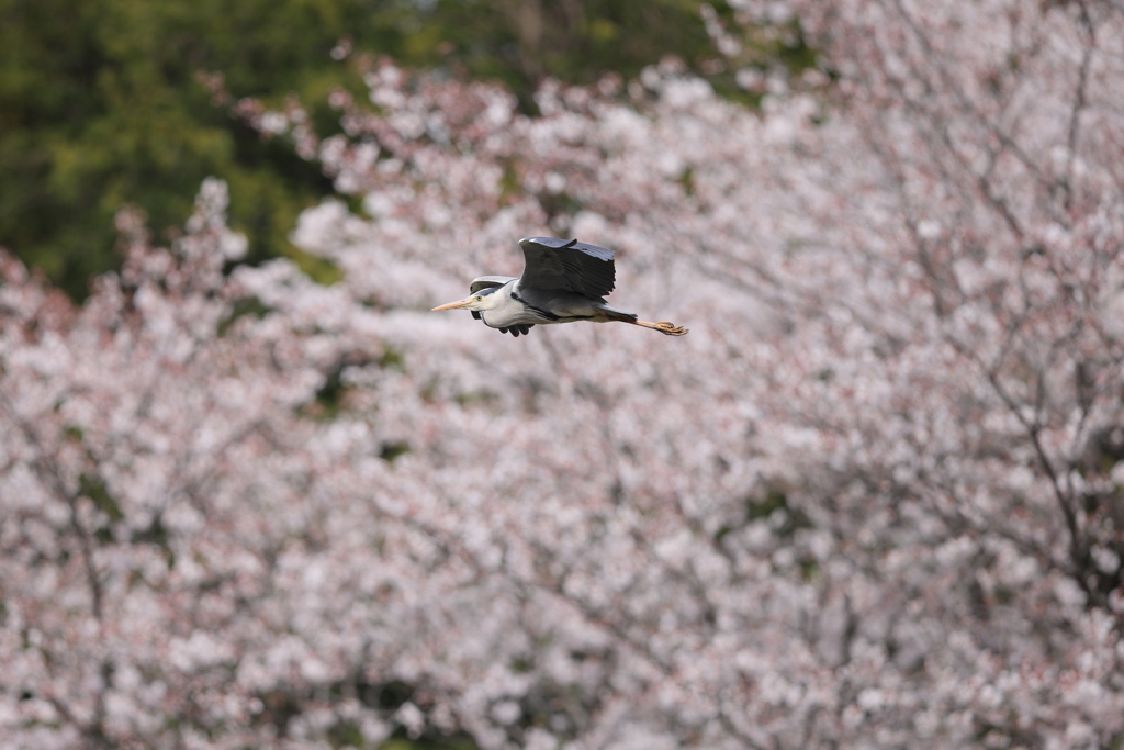 桜アオちゃん