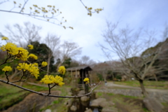 春ですね