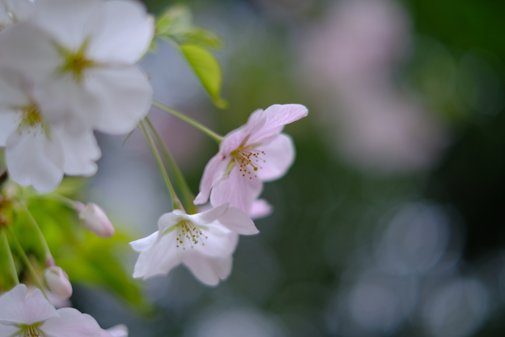 桜②