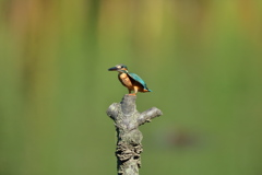 ホバ大会開催は、へ?