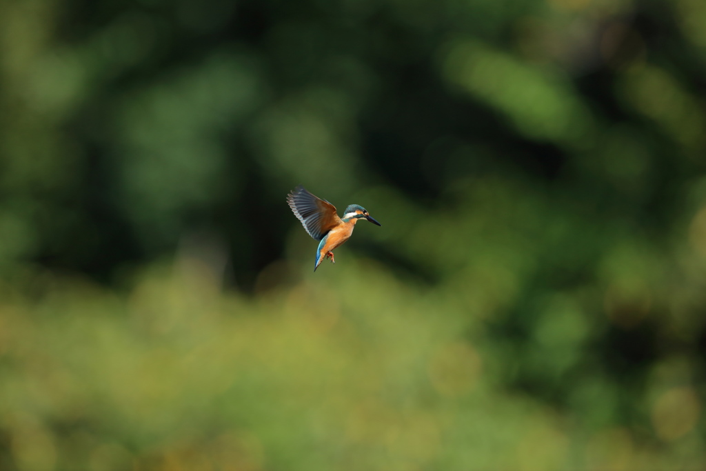 いきなりのホバ大会開催４