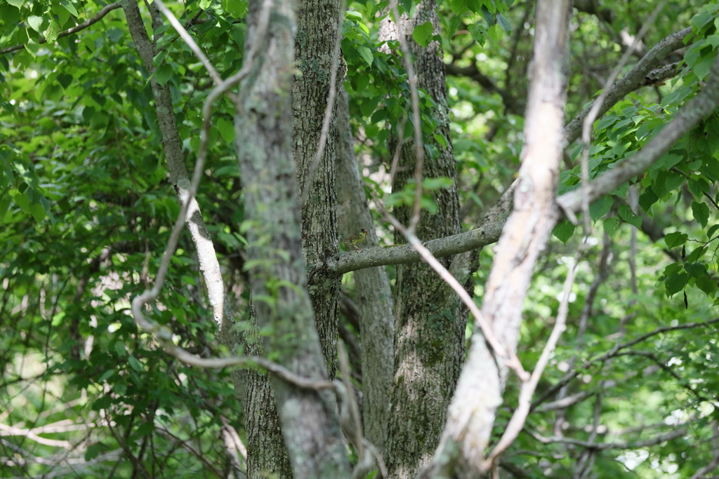 何故か釧路湿原でもアオジ１