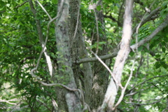 何故か釧路湿原でもアオジ１