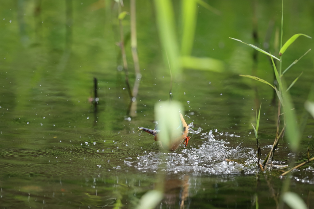 やっぱり被った２