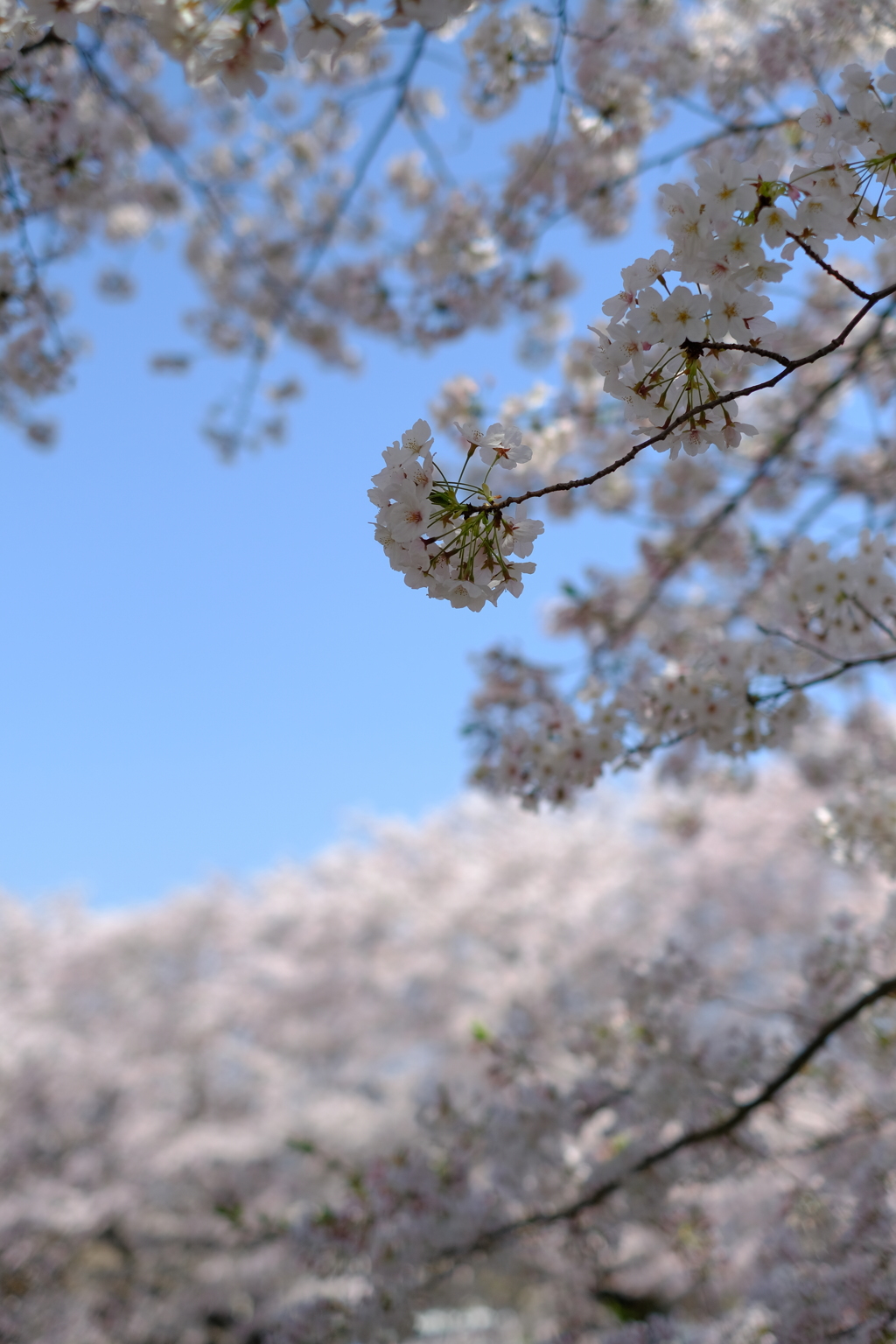 桜爛漫