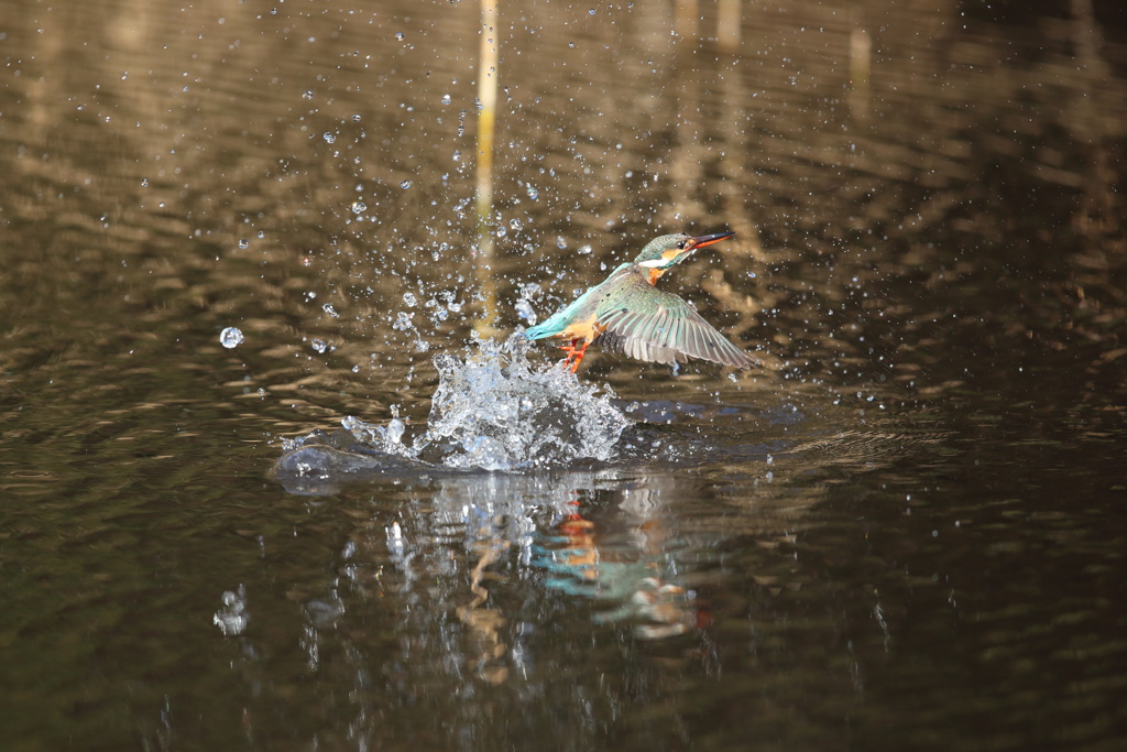 大池は、一回だけ