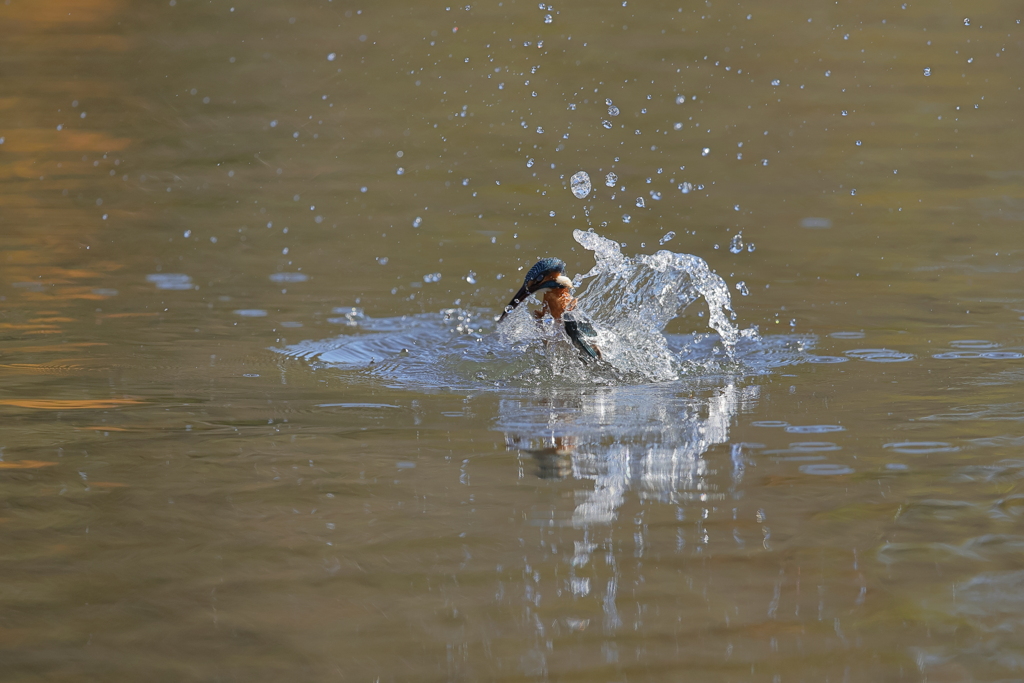 真っ直ぐ飛び込んでね