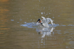 真っ直ぐ飛び込んでね
