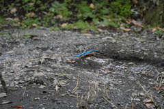 ここまで撮れたよ１