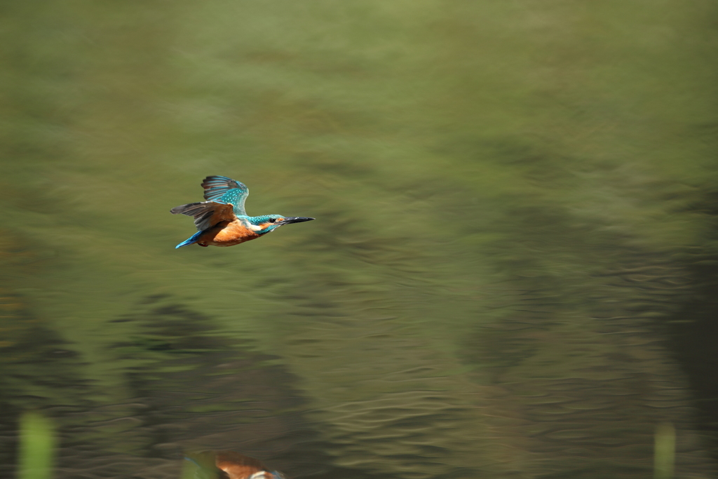 羽がボロボロ１