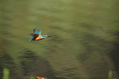 羽がボロボロ１