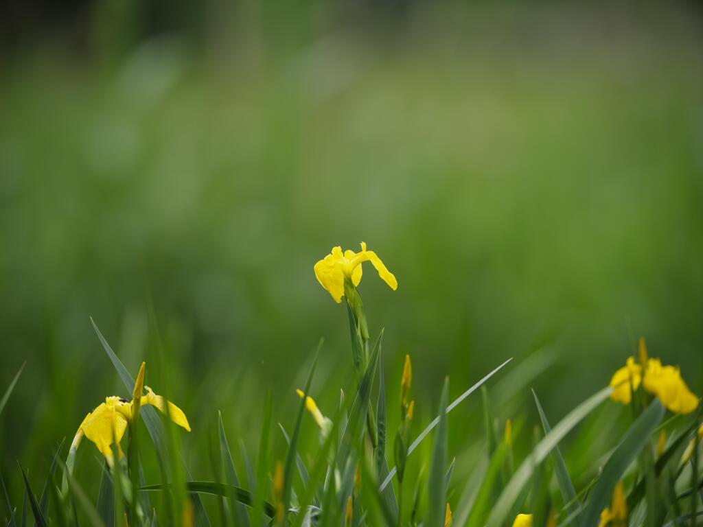 花菖蒲