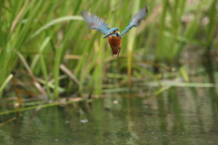 ホバだよね・・・４