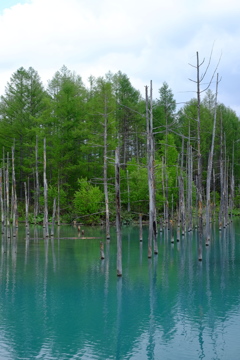 定番の美瑛の青の池