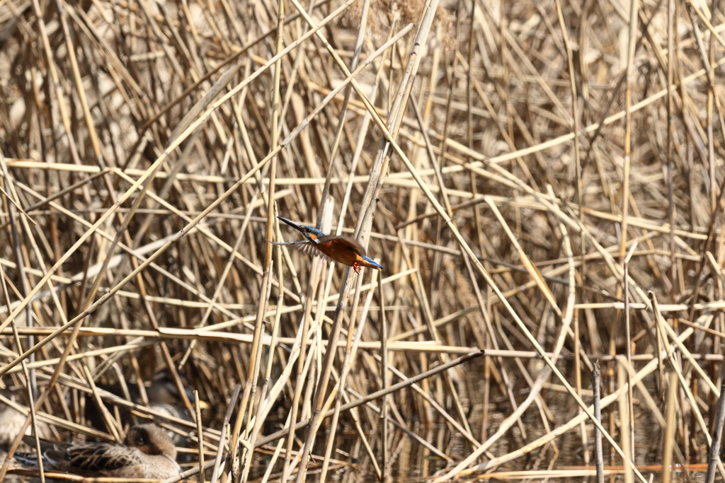 久し振りのカワちゃん６