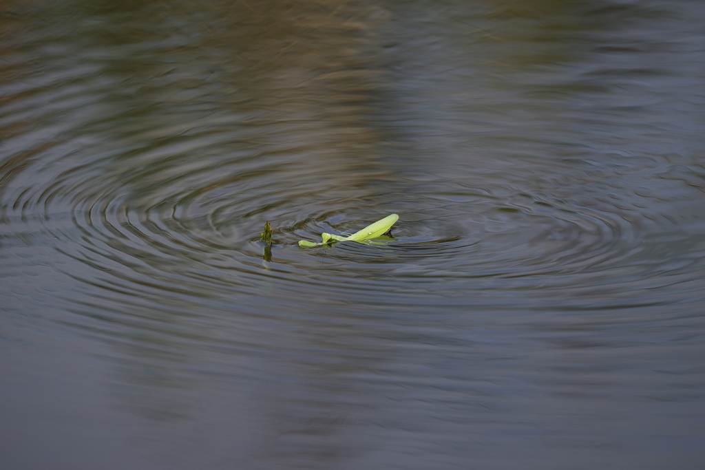 カマキリ君の大冒険２
