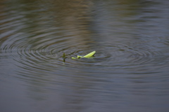 カマキリ君の大冒険２