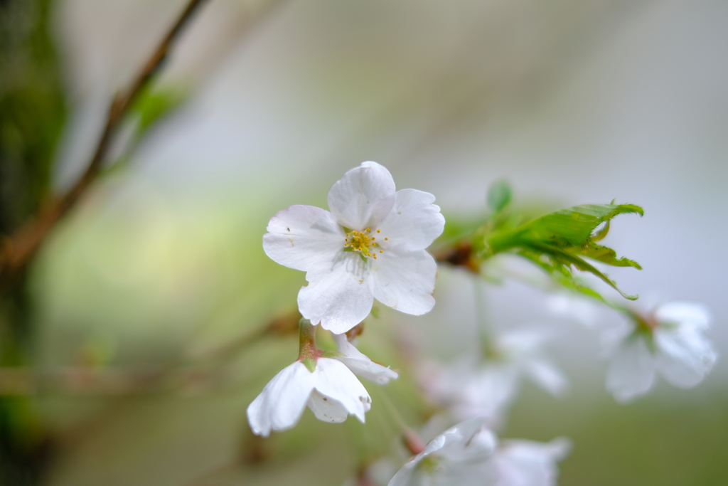 桜ボケ
