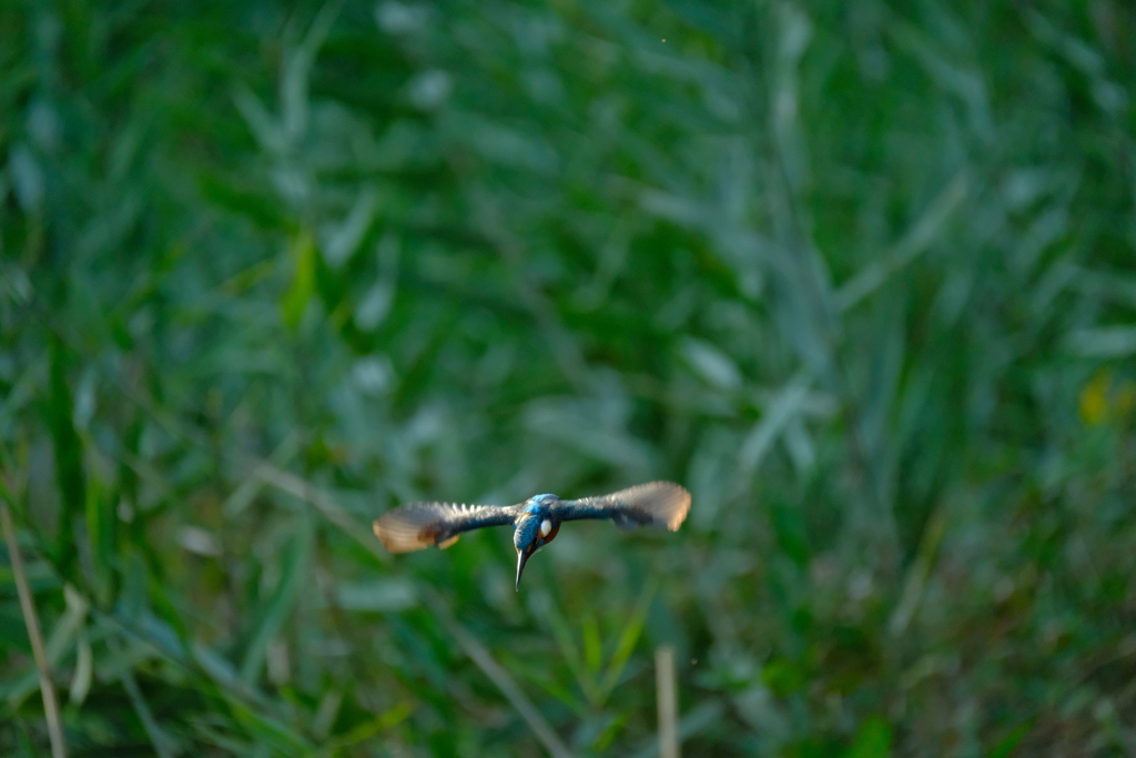 ミラーレスでも４