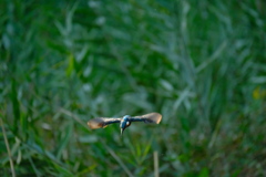 ミラーレスでも4