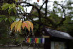 秋の気配が