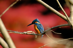 紅葉カワセミ