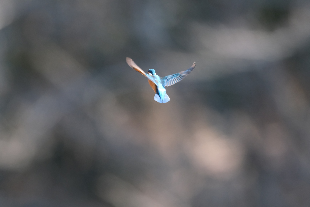 朝はホバ祭り５