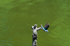 この距離なら５