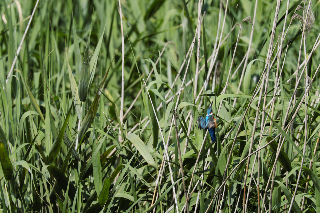 遠ければ追えそう９