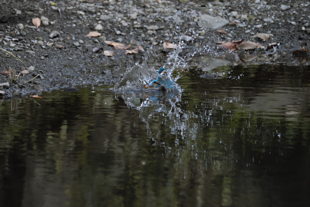 ここまで撮れたよ６