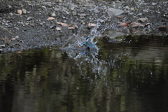 ここまで撮れたよ６