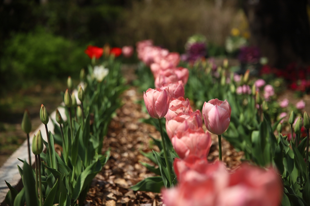 チューリップの道②