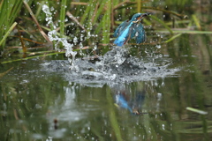 今回も捕れてない