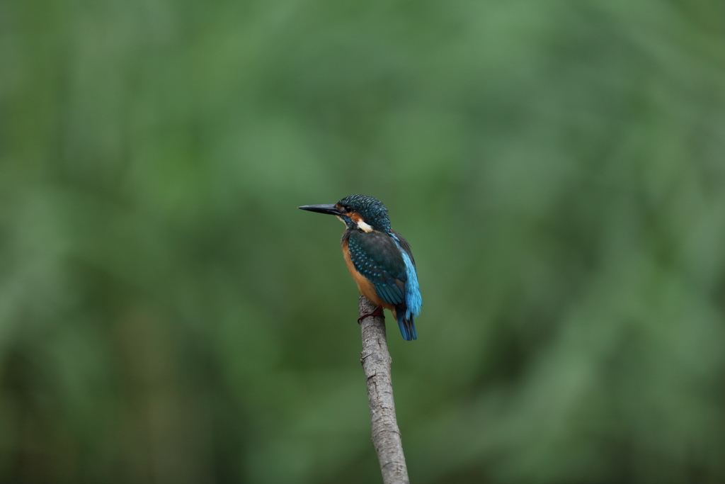 ５０００万画素