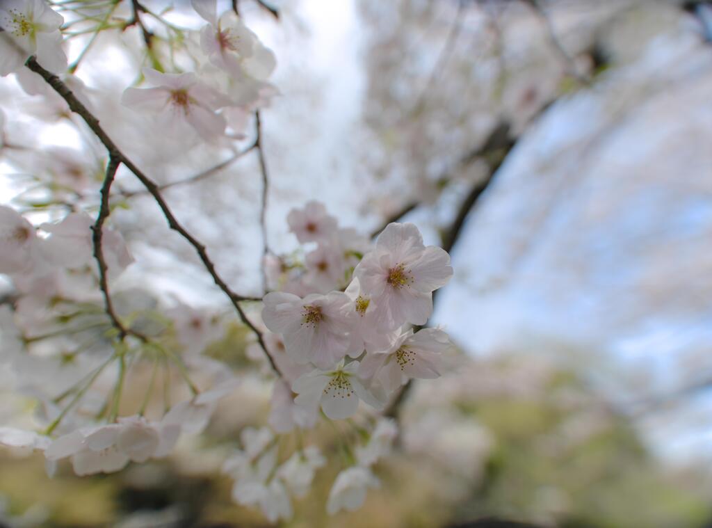 桜