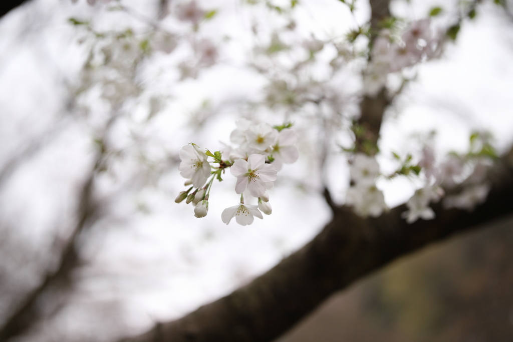 桜咲く１