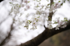 桜咲く１