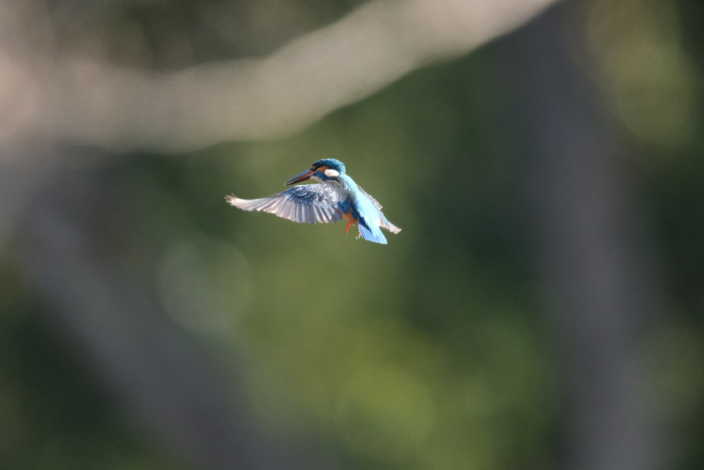 朝はホバ祭り１