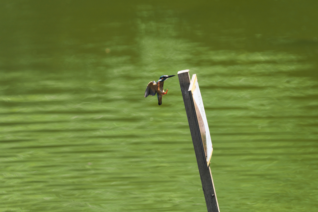 この距離なら３