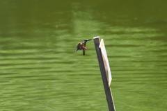 この距離なら３