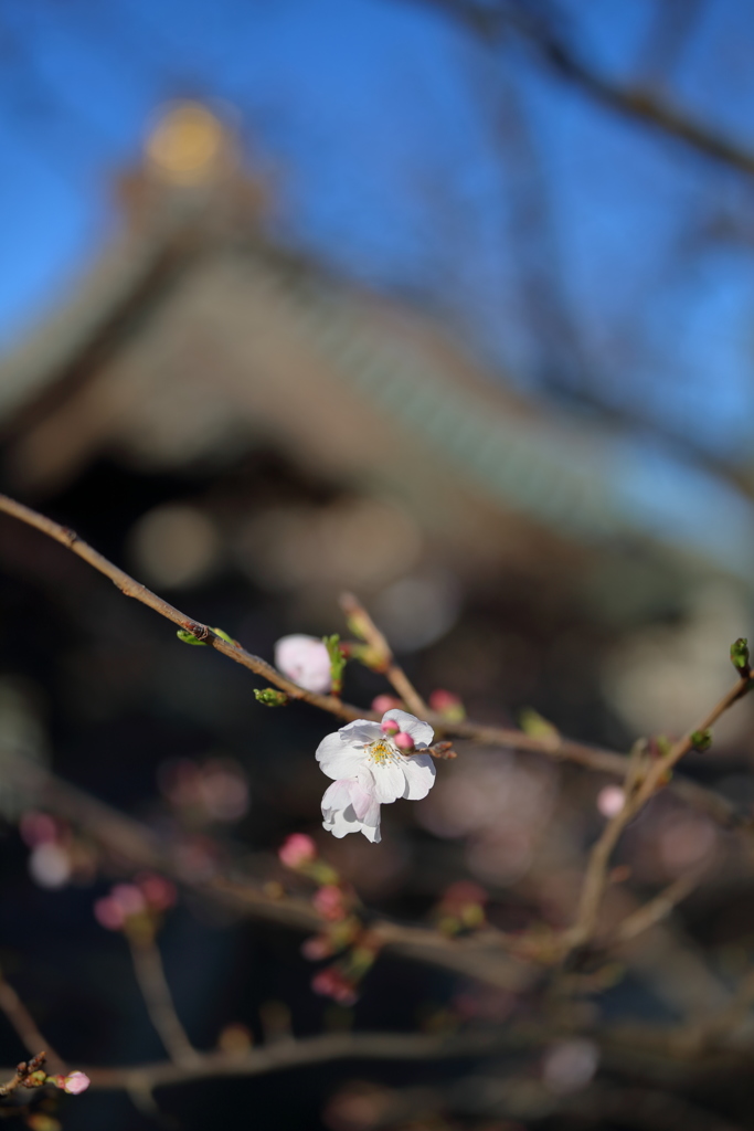 桜咲く