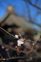 桜咲く