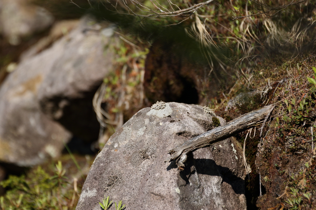 ナキウサギを待つも・・・・
