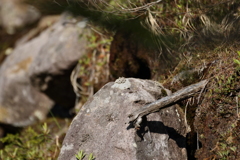 ナキウサギを待つも・・・・